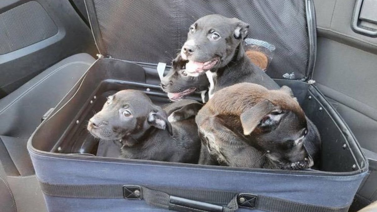 Histoire complète : Des jeunes trouvent 4 chiots abandonnés dans une valise