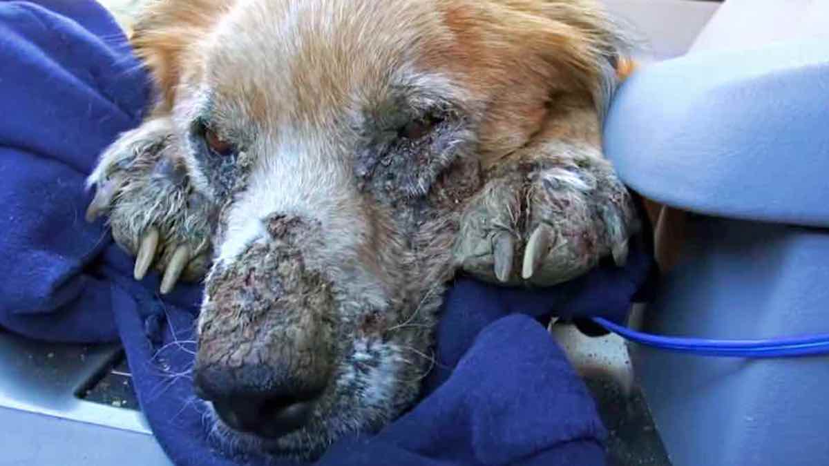 Images bouleversantes : Un chien malade se repose pour la 1ère fois après avoir été sauvé