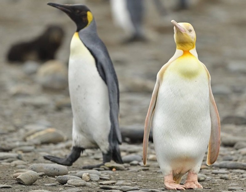 pingouin