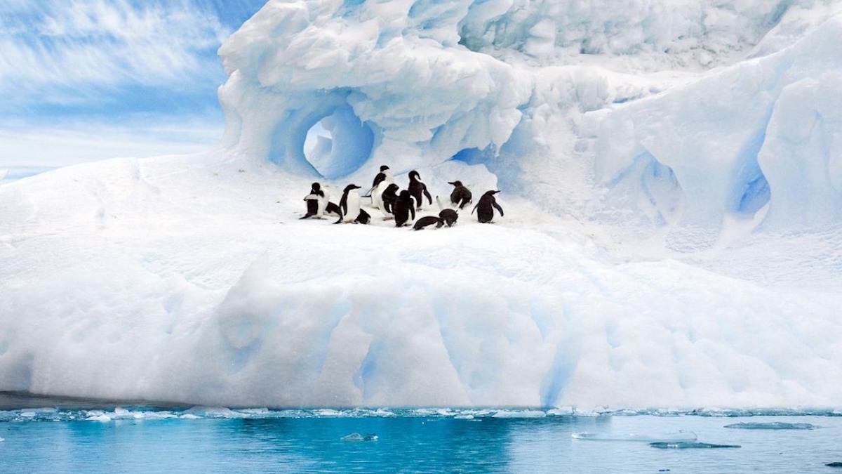 Incroyable : un photographe capture pour la 1e fois un étonnant pingouin jaune (photos)