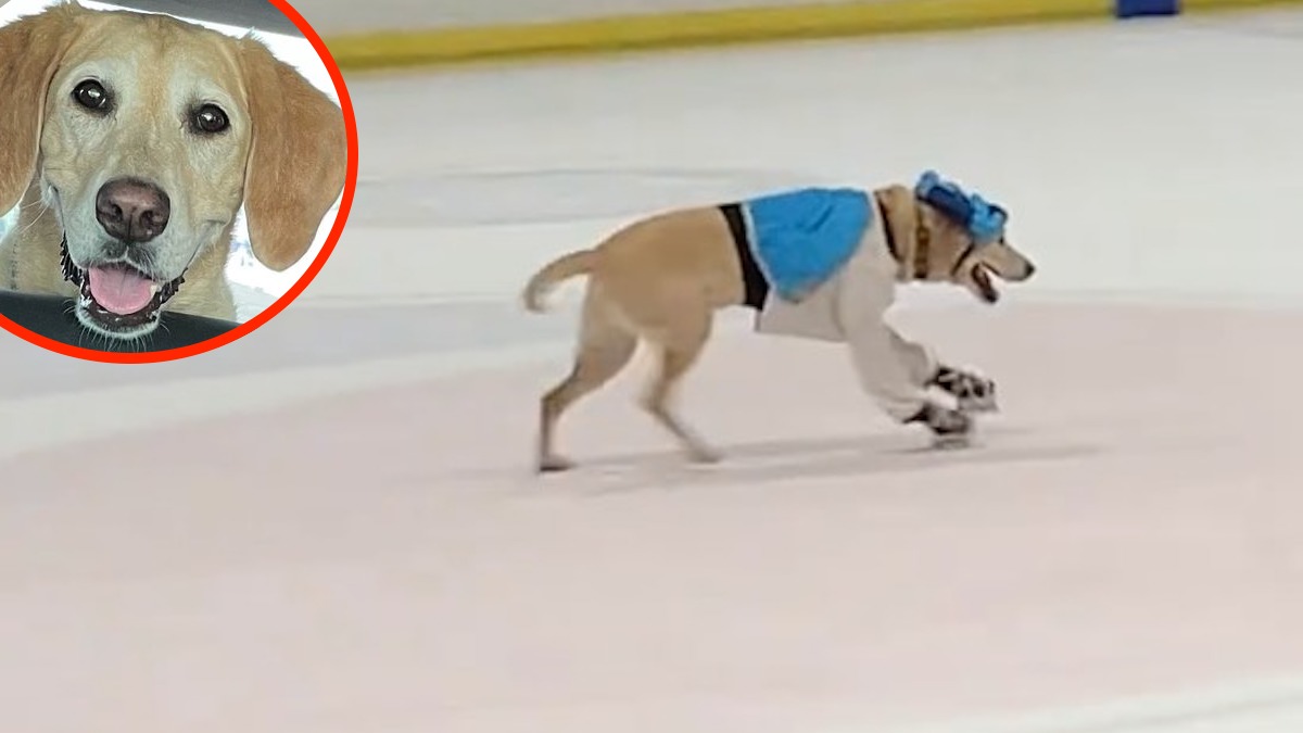 Incroyable vidéo : un chien sur le point d’être abattu devient le 1er chien patineur au monde