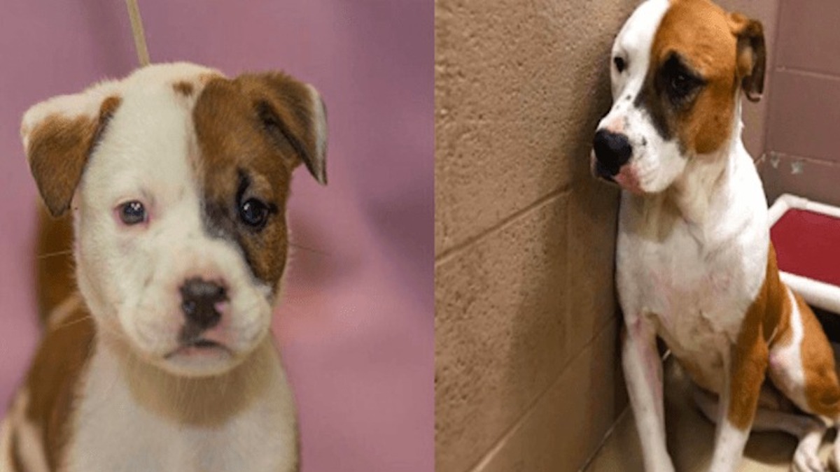 La plus douce des chiennes au cœur brisé est renvoyée au refuge où elle a été adoptée lorsqu'elle était un chiot