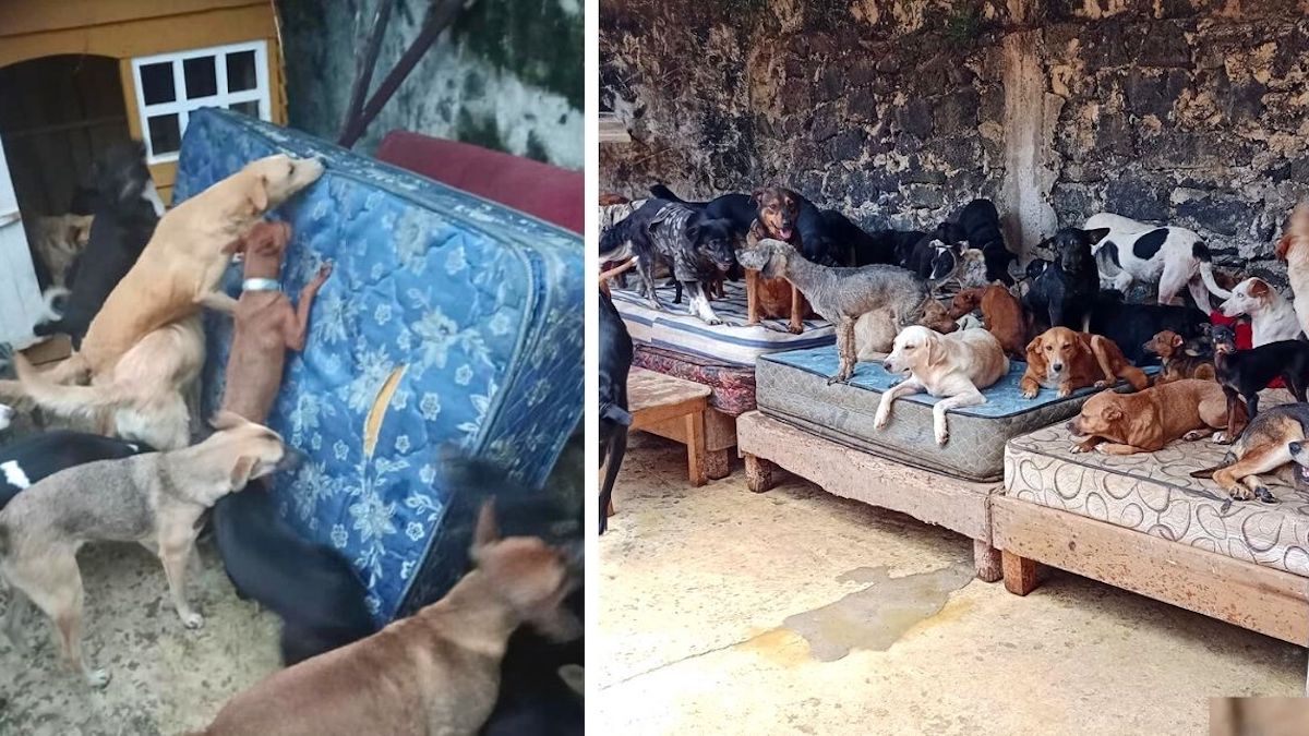 Les chiens d’un refuge sont les plus heureux de recevoir des matelas en cadeau (photos)