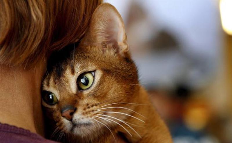 cat