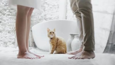 L'histoire d'un couple qui a obtenu la garde conjointe d'un chat : eux aussi souffrent des ruptures !