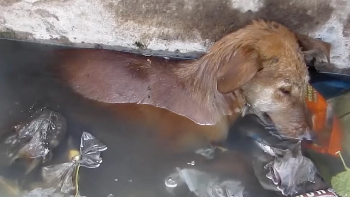 Magnifique vidéo: L'incroyable rétablissement d'une chienne qui était dans ses derniers instants de vie