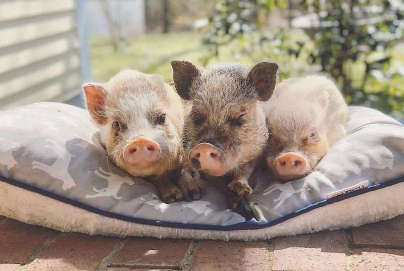 pigs