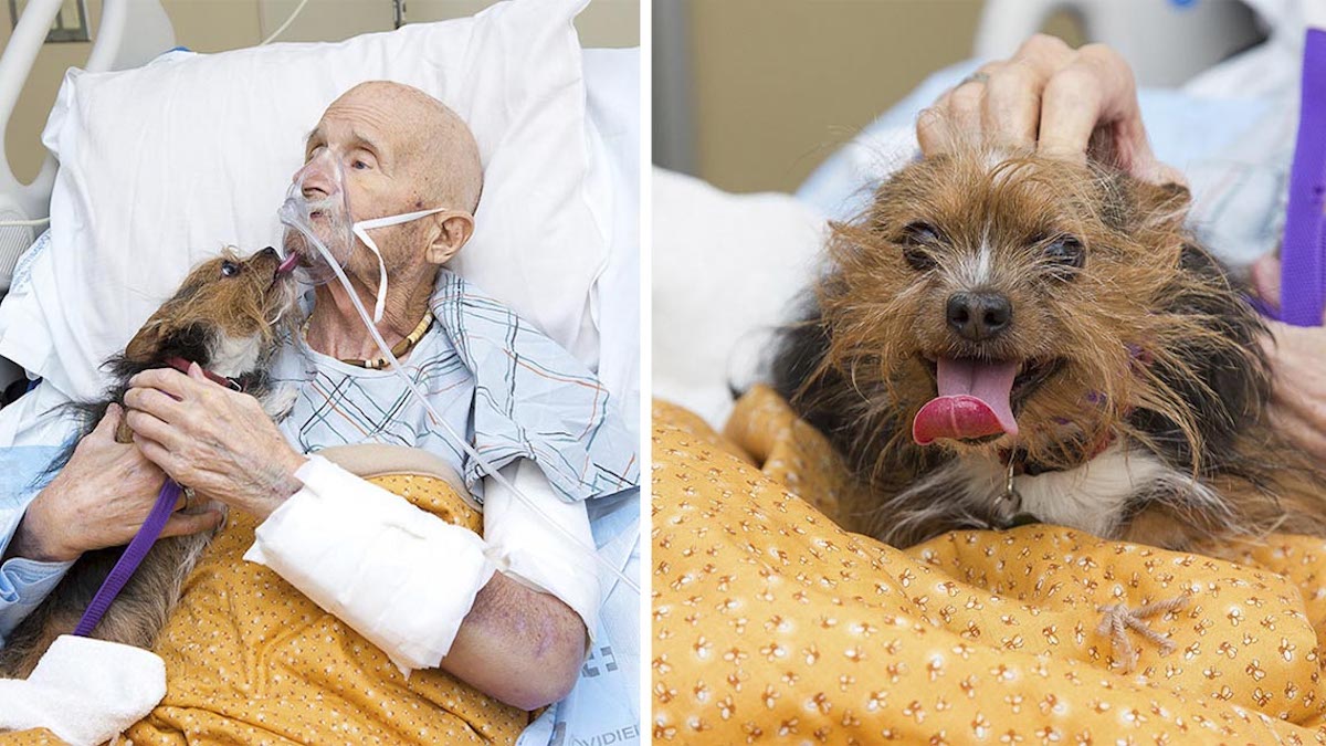 Photos déchirantes : un ancien combattant des hospices demande à voir son chien une dernière fois pour lui dire adieu