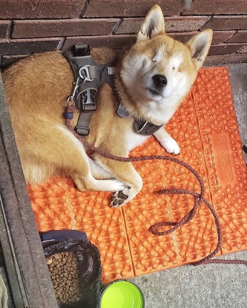 Photos: Il emmène sa chienne aveugle dans un voyage de 1 000 km à travers le désert pour lui redonner confiance 16 chienne