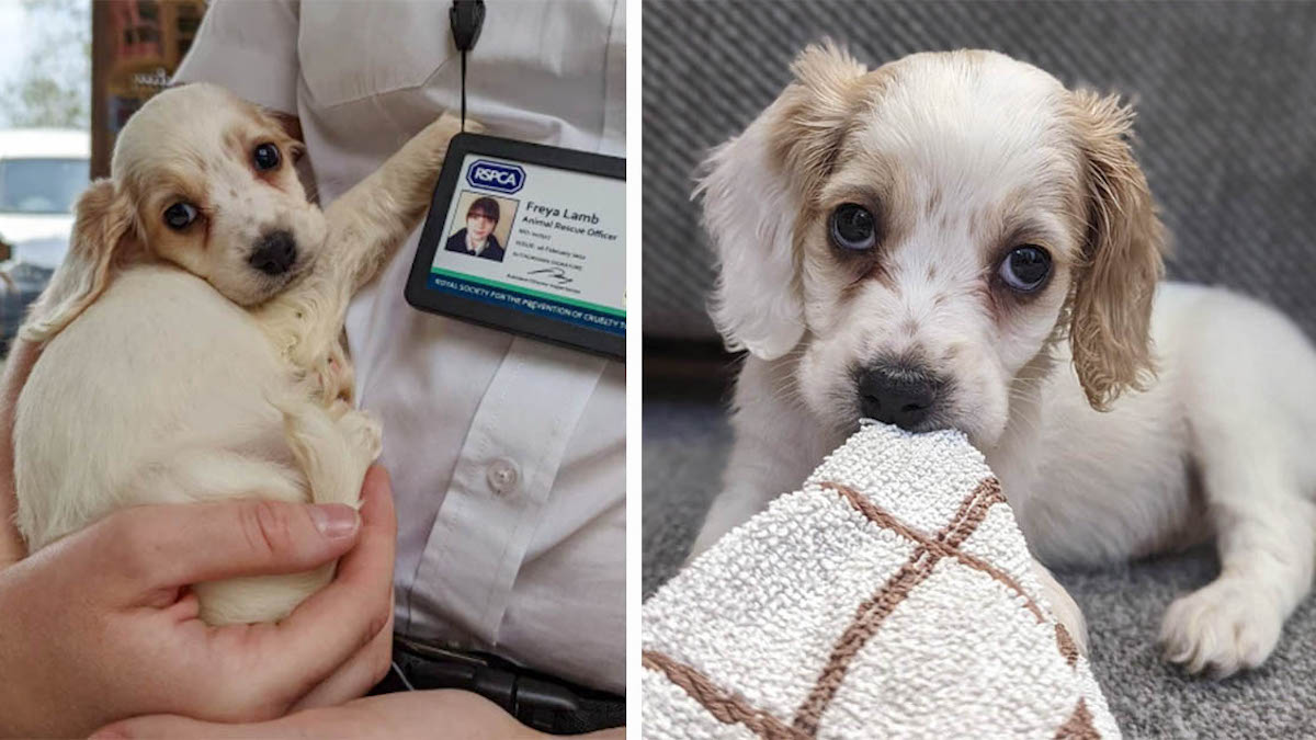Photos: Un adorable chiot cocker a été jeté dans une poubelle après être né avec une patte déformée