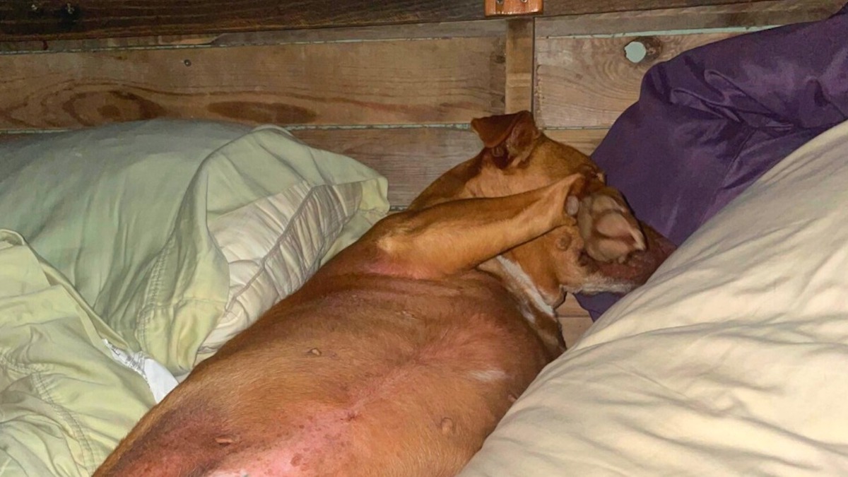 Photos: Un couple se réveille au milieu de la nuit et trouve une chienne inconnue dans leur lit