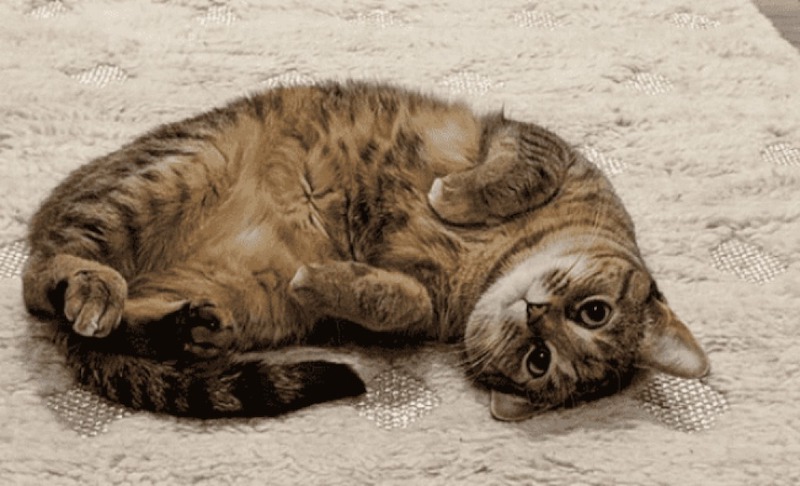 cat