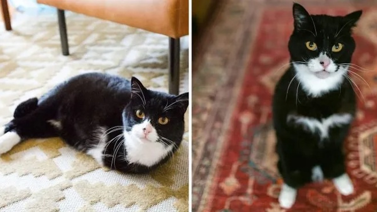 Un chat à deux pattes inspire les gens à adopter des animaux de compagnie ayant des besoins spéciaux