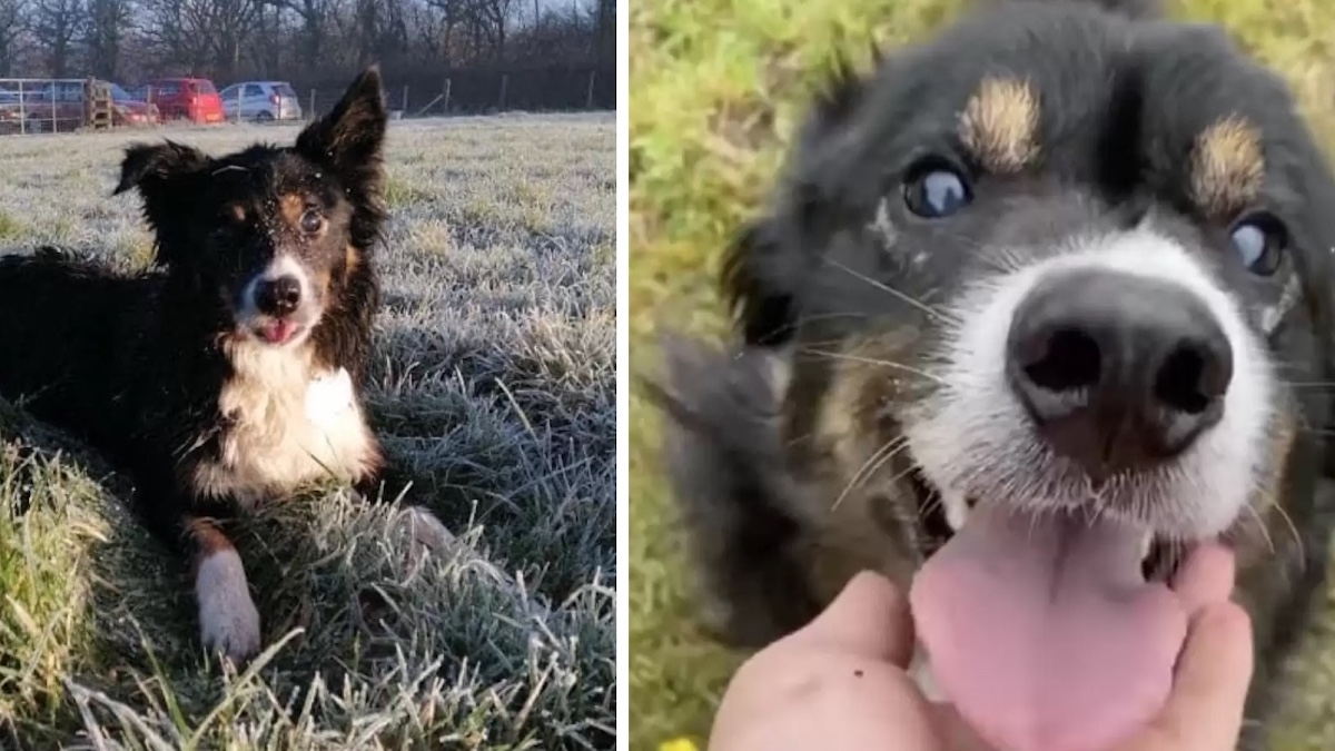 Un chien aveugle aime courir dans son nouveau jardin après avoir longtemps attendu d'être adopté