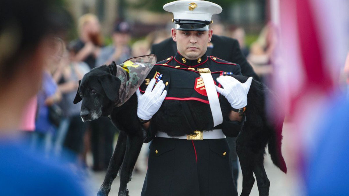 Un chien de la marine atteint d'un cancer en phase terminale reçoit des adieux déchirants