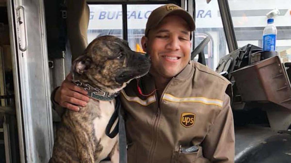 Un chien de refuge entre dans une camionnette UPS, sa vie est changée à jamais