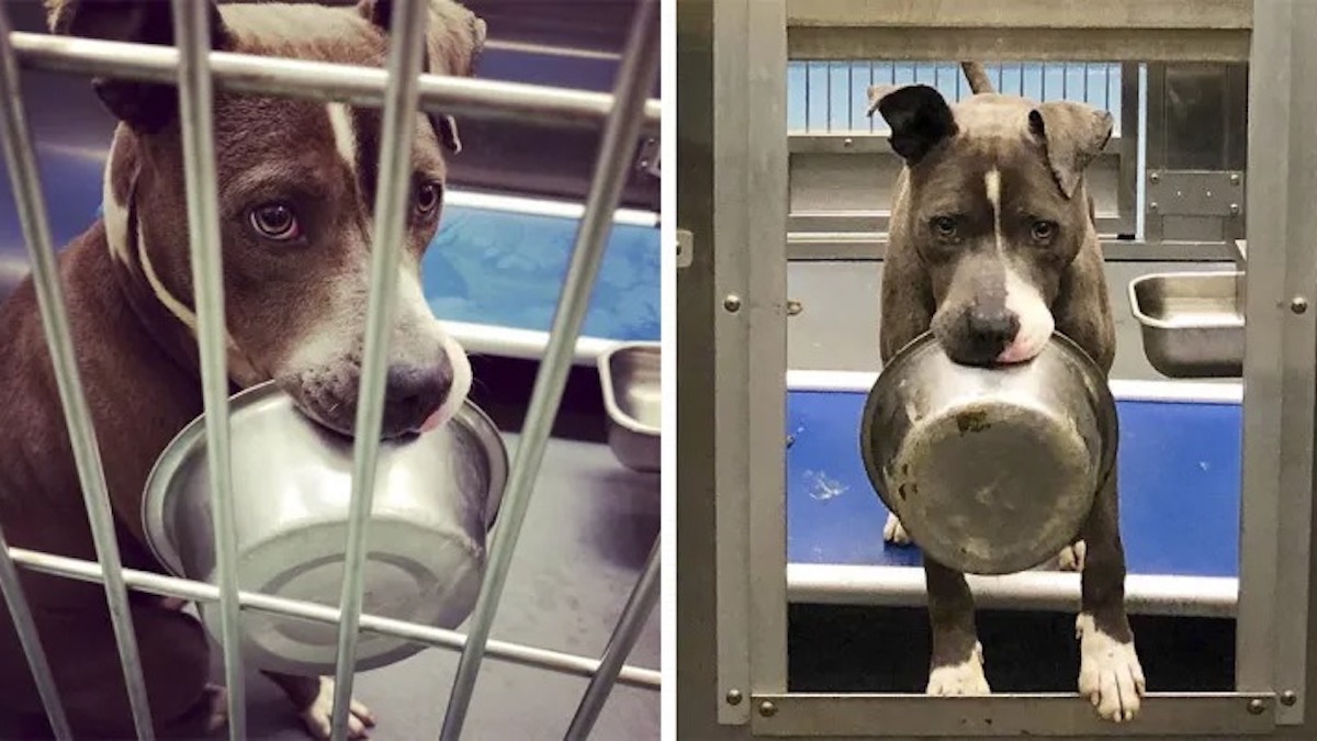 Un chien de refuge refuse d'être adopté sans son bol de nourriture (photos)