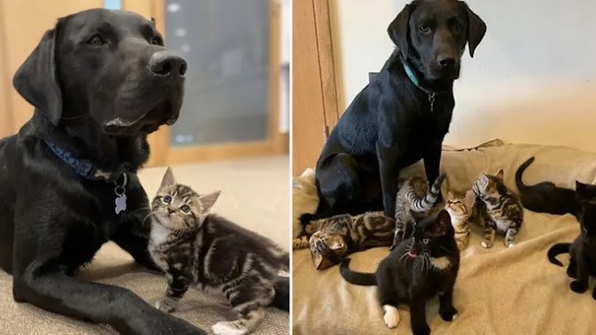 Un chien labrador secouru a aidé à élever 7 chatons qui n’avaient plus de mère