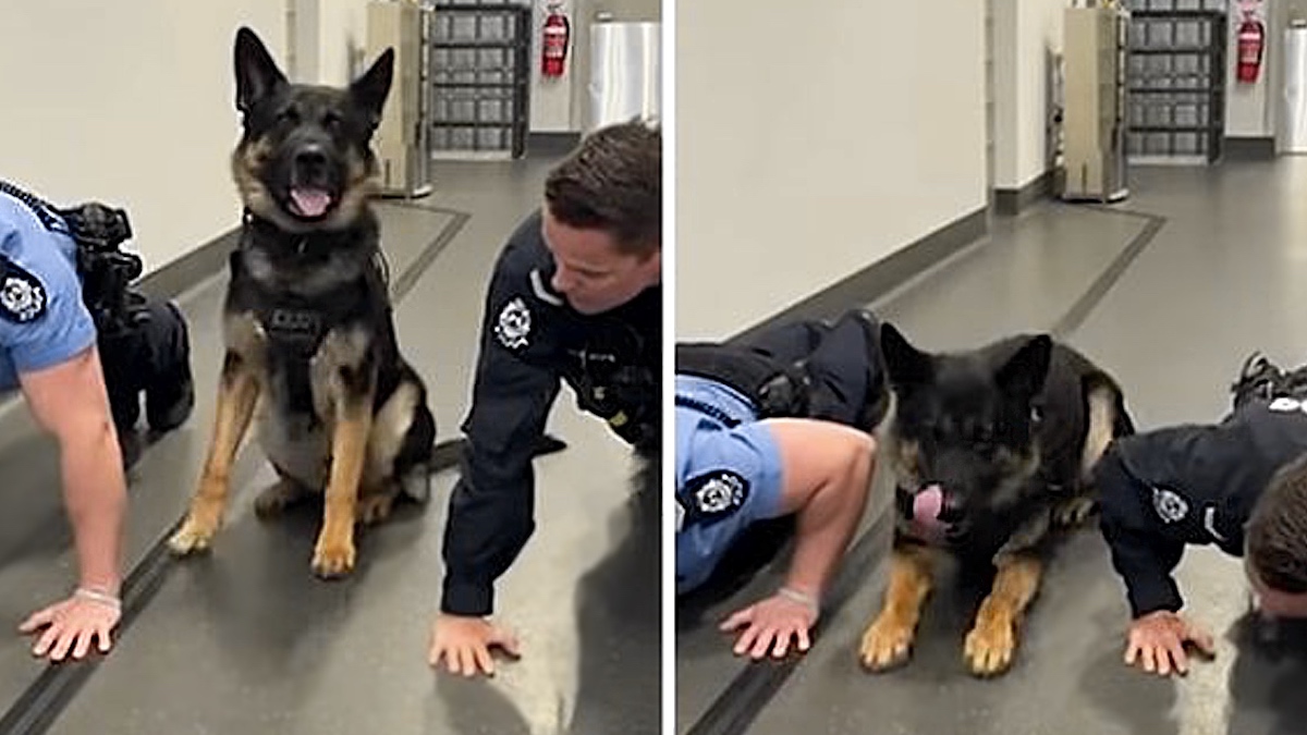 Un chien policier se joint à ses collègues et s'exerce avec eux, incroyable !