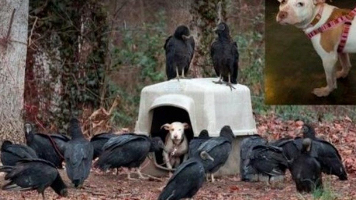 Un chiot abandonné était entouré de vautours attendant de le tuer
