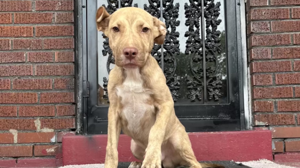 Un chiot abandonné gisait sur le pas de la porte d'une maison et demandait de l'aide.