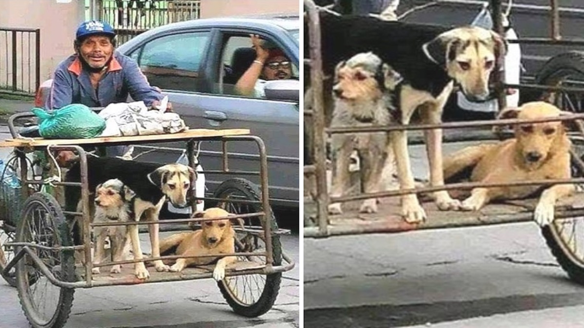 Un éboueur âgé travaille avec ses chiens et leur apporte de la nourriture pour qu'ils n'aient pas faim