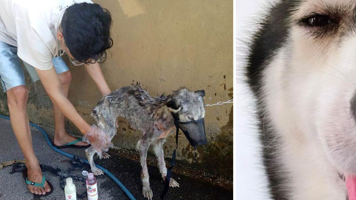 Un homme sauve une husky sous-alimentée et la transforme en la plus belle des chiennes