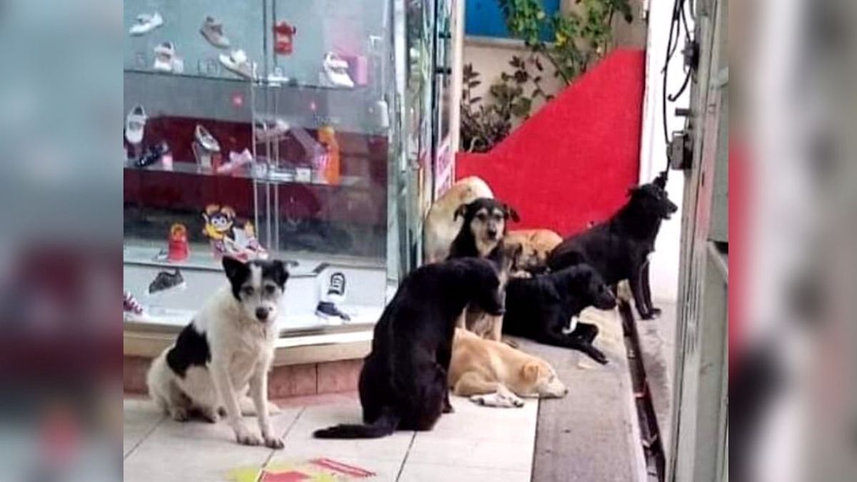 Un magasin de chaussures permet à des chiens errants de s'abriter de la pluie dans sa boutique (photos)