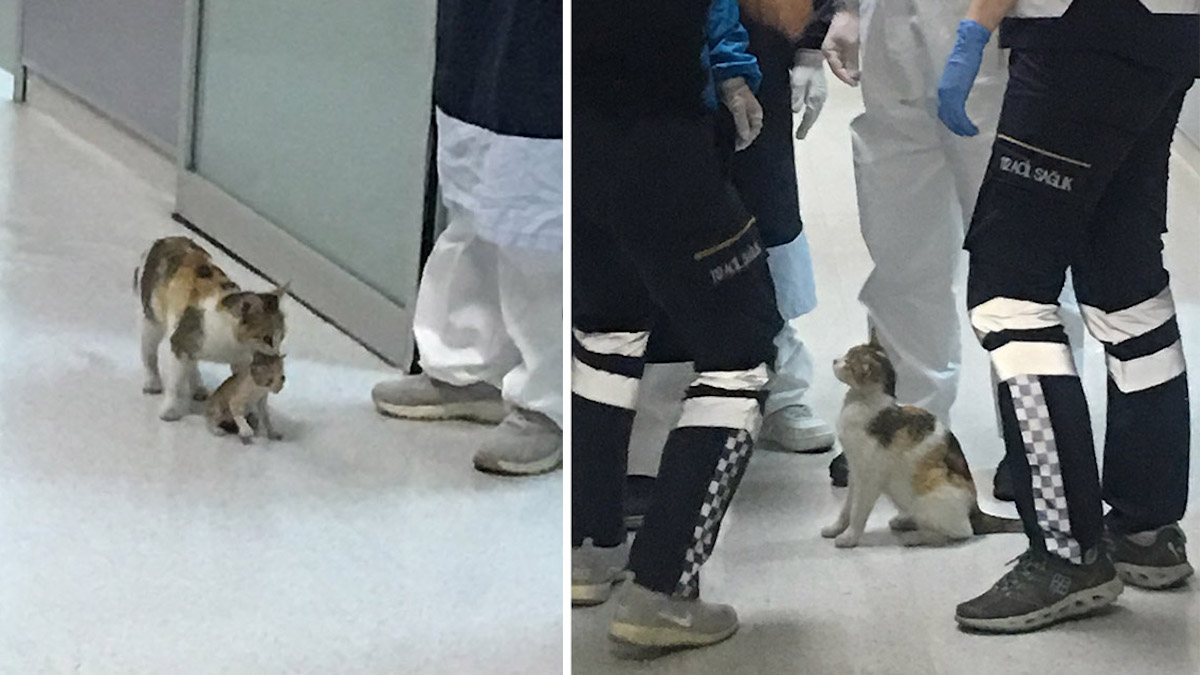 Une chatte amène son chaton malade à l'hôpital et les médecins se précipitent pour l'aider