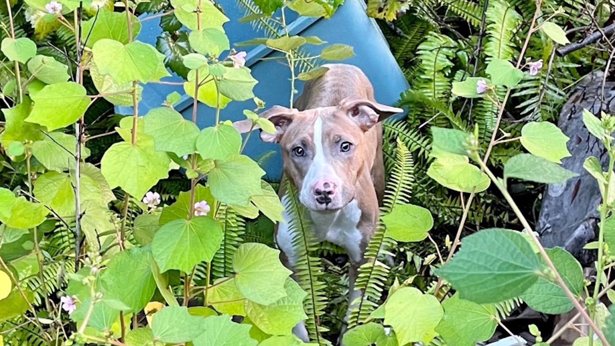 Une chienne a été jetée d'un pont et s'est recroquevillée en attendant que quelqu'un l'aide