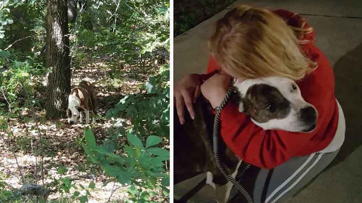 Une chienne perdue est réunie avec sa maîtresse qui a passé 8 ans à la chercher