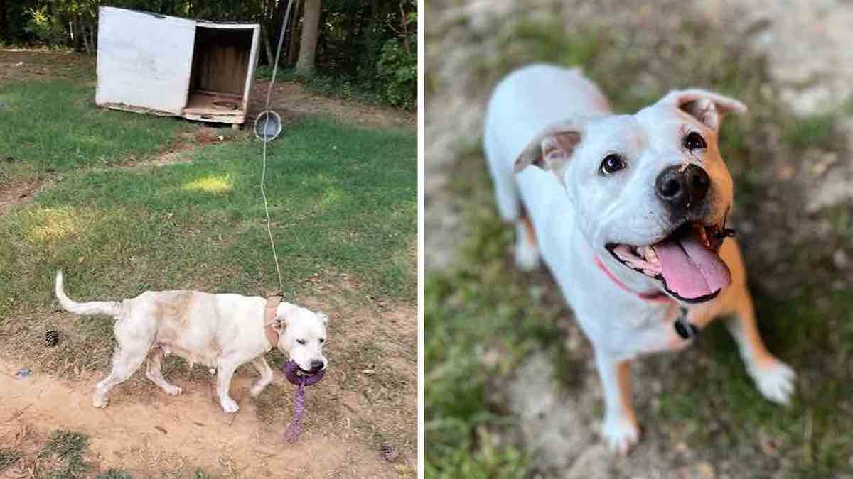 Une chienne qui a passé des années enchaînée n'a pas pu retenir son excitation lorsqu'elle a été sauvée