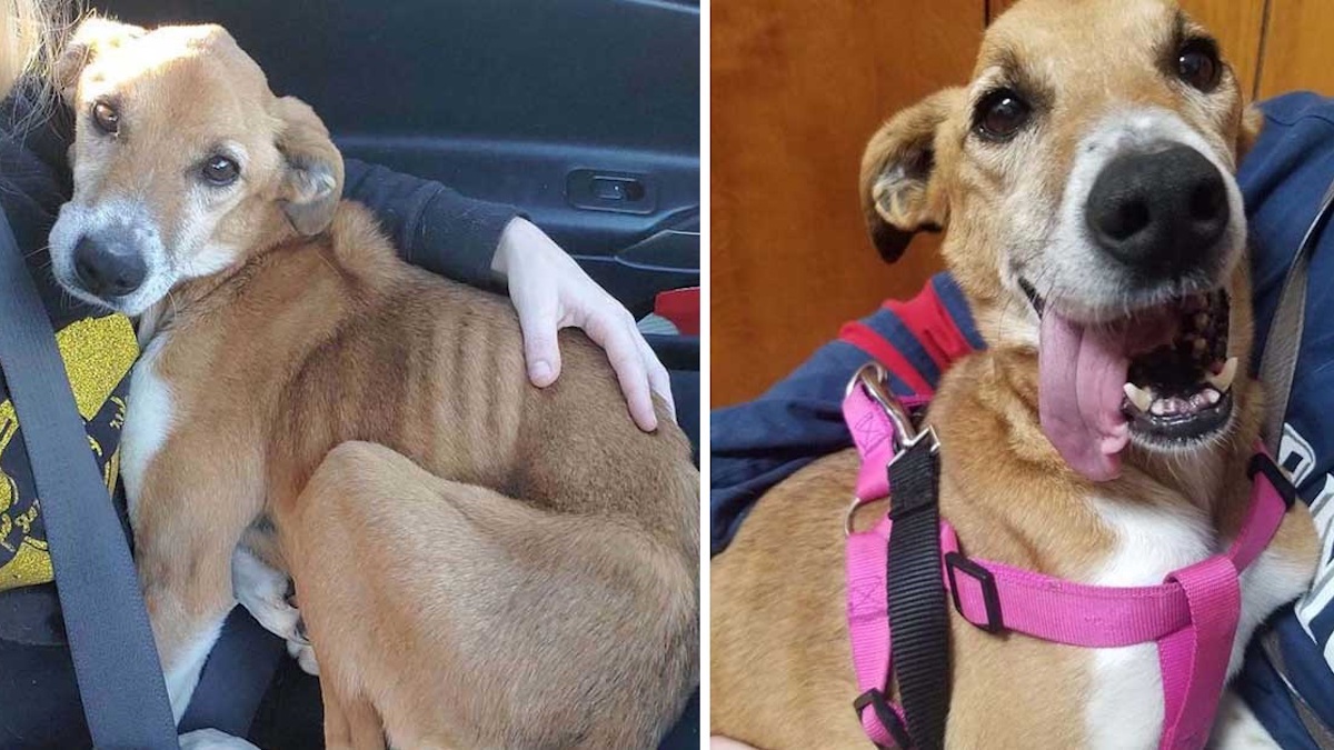 Une chienne trouvée sur le bord de la route se blottit immédiatement contre son sauveteur.