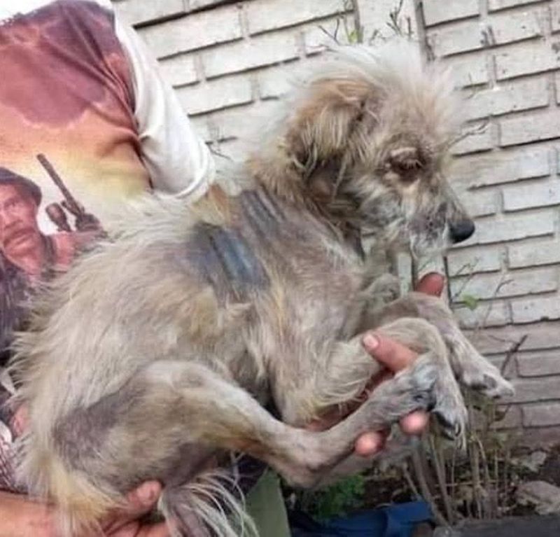 female dog