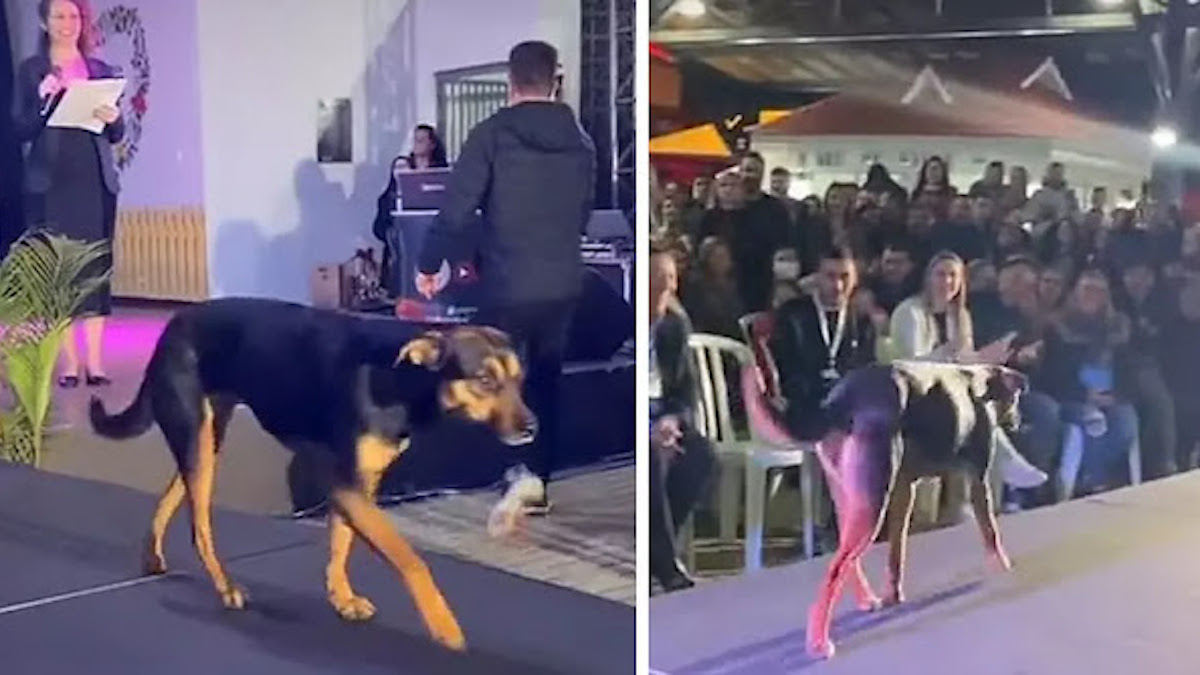 Vidéo adorable: Un chien errant "envahit" un concours de beauté et est applaudi par le public