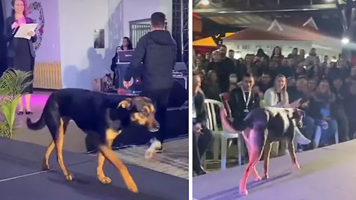 Vidéo adorable: Un chien errant "envahit" un concours de beauté et est  applaudi par le public