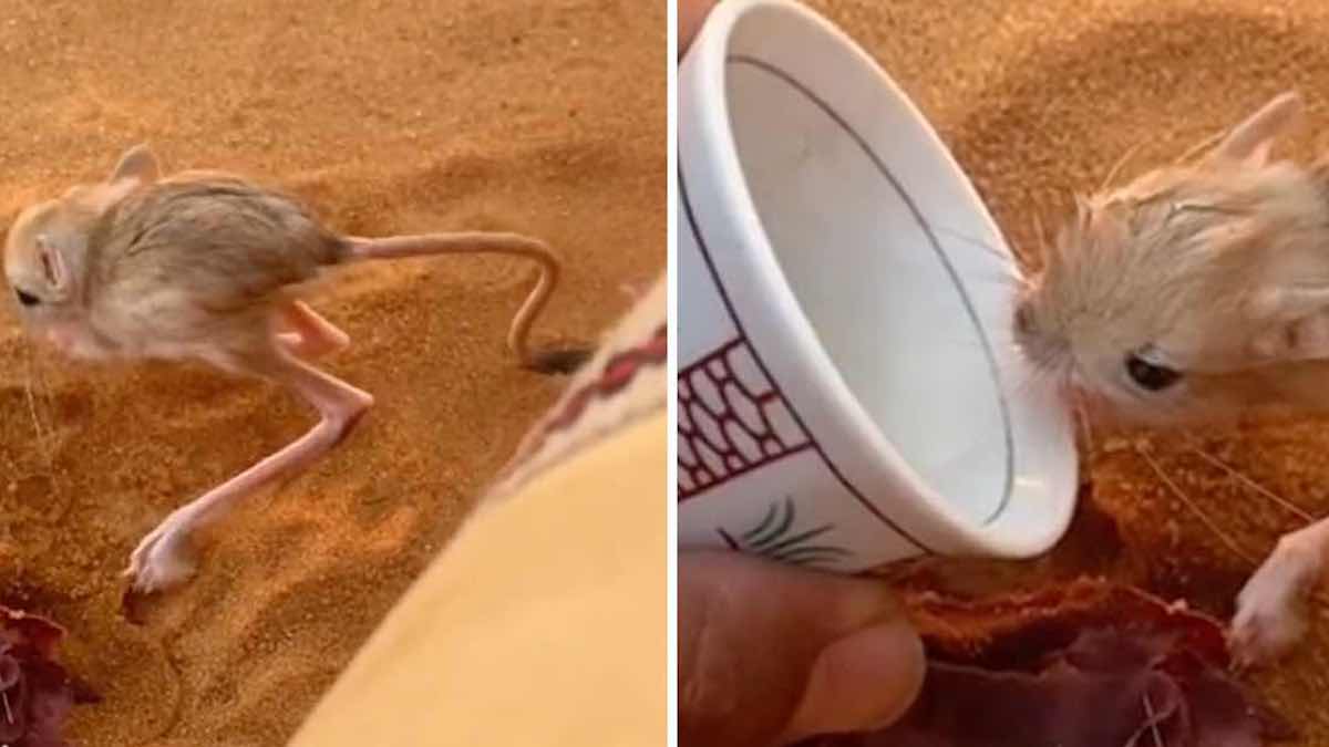 video-adorable-un-homme-sarrete-pour-donner-de-leau-a-un-animal-assoiffe-dans-le-desert-egyptien