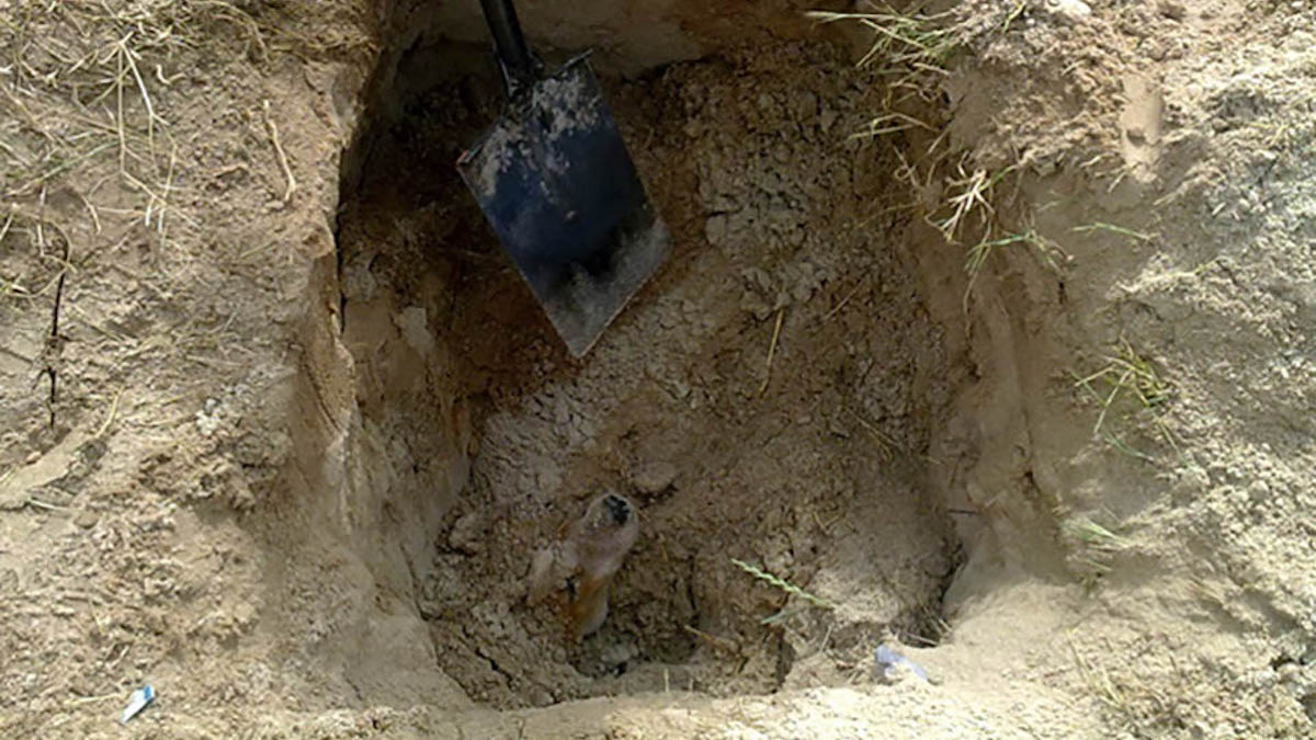 Vidéo bouleversante: Une chienne a été enterrée vivante parce qu'elle était considérée comme une "nuisance"