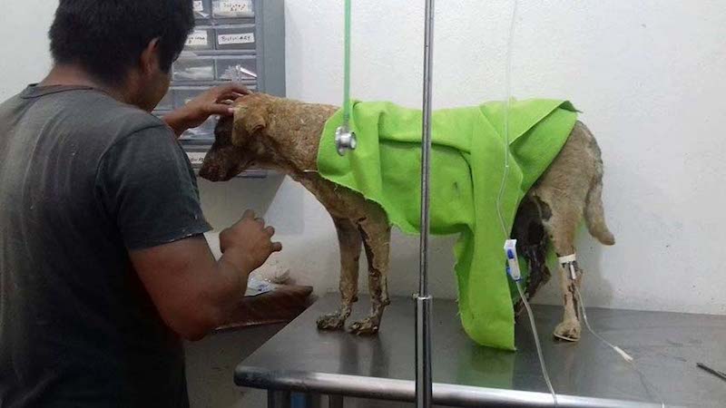 Vidéo: Cette chienne a donné sa vie pour sauver ses chiots d’un incendie, mais elle n’a pas survécu 47 chienne