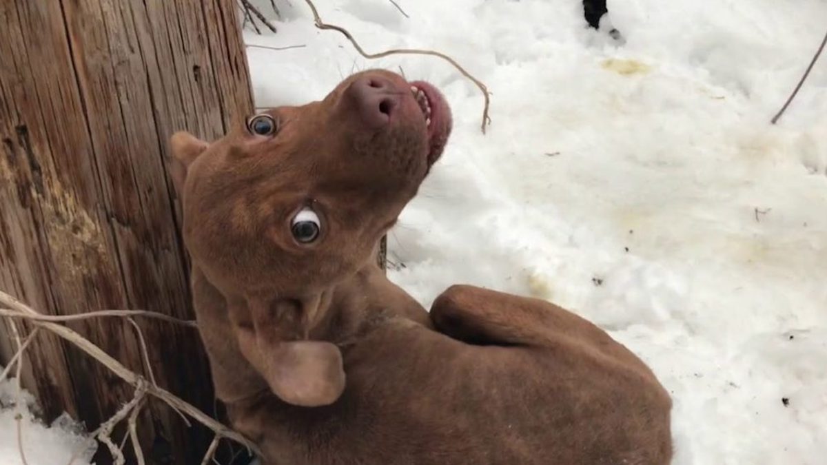 Vidéo déchirante : Un chien errant grelottait dans la neige et criait désespérément à l'aide