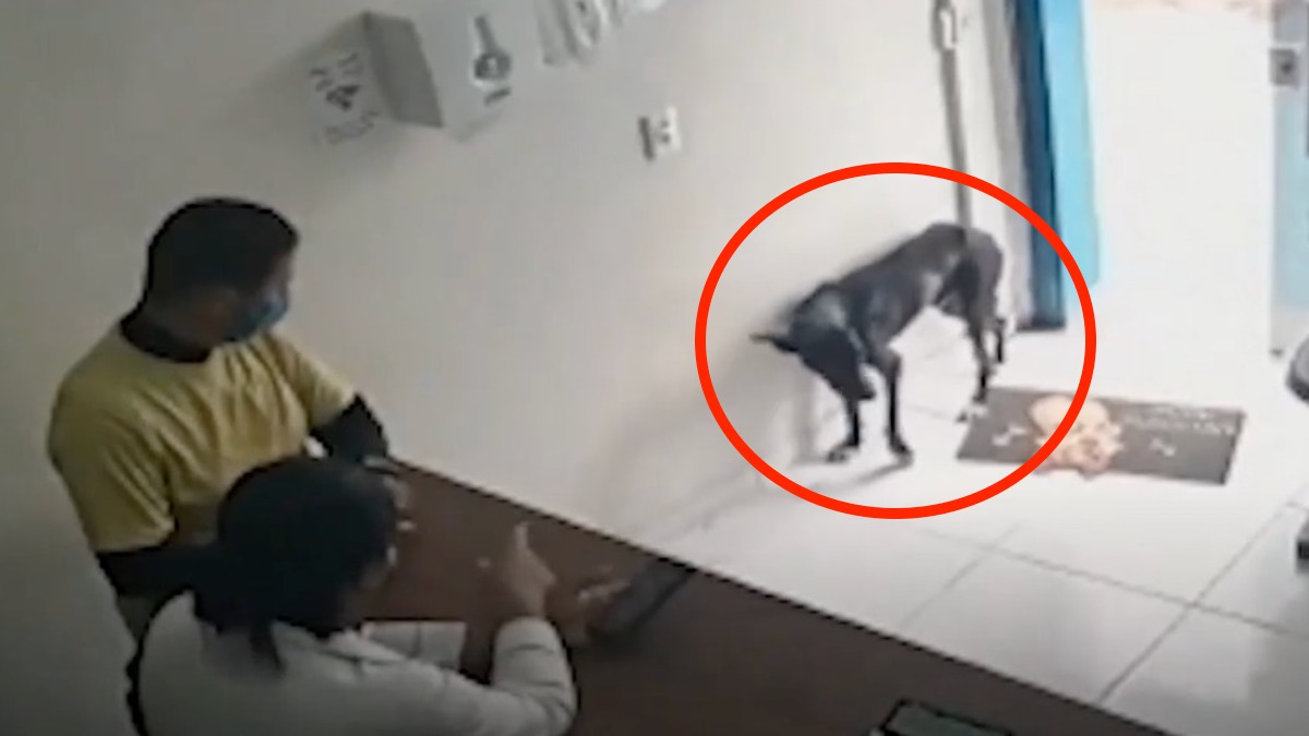Vidéo émouvante: Un chien errant blessé se rend chez le vétérinaire juste pour être soigné