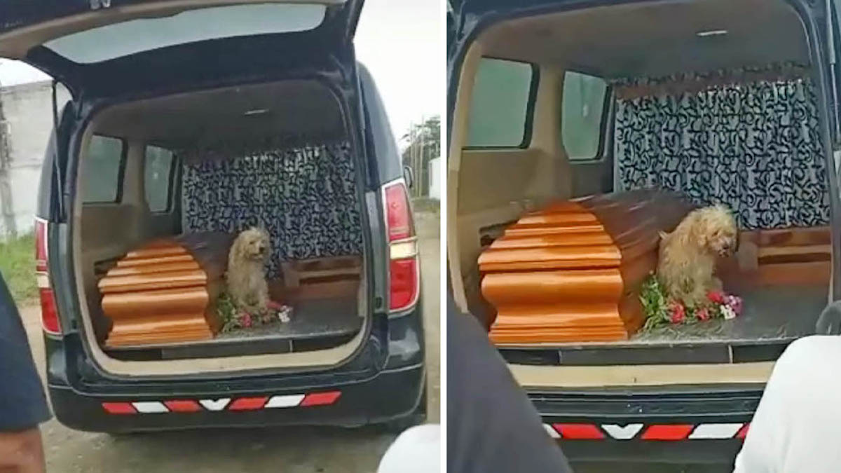 Vidéo émouvante: Un chien fidèle insiste pour rester aux côtés de sa maîtresse jusqu'à la fin
