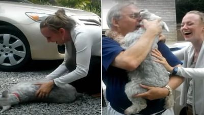 Vidéo émouvante: Un chien s'évanouit après avoir retrouvé son maître après avoir été perdu durant des années