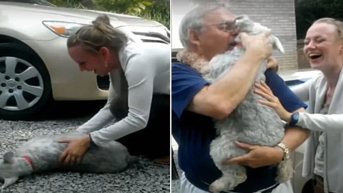 Vidéo émouvante: Un chien s’évanouit lorsqu’il retrouve son maître après avoir été perdu durant des années
