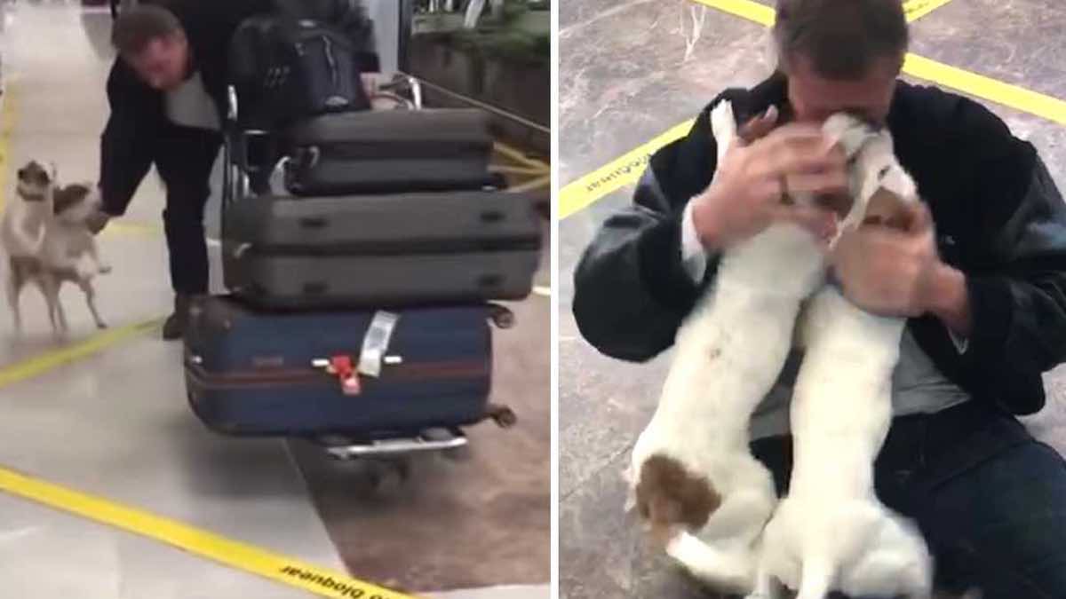 Vidéo émouvante: Un duo de chiens ravis de revoir leur maître à l'aéroport