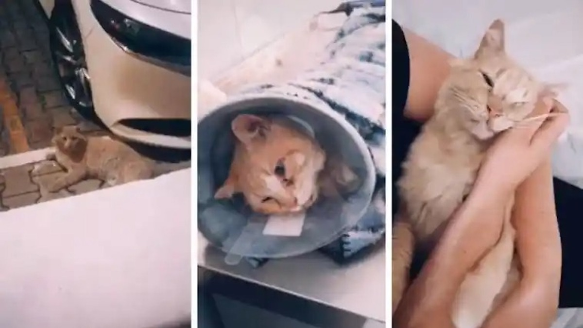 Vidéo: Ils trouvent un chat blessé qui visitait leur maison tous les jours, s'en occupent et décident de l'adopter