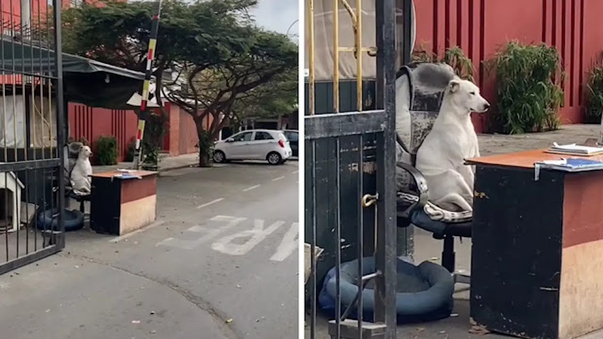 Vidéo: Le chien de garde prend la place de son maître pendant son absence, les passants sont hilares