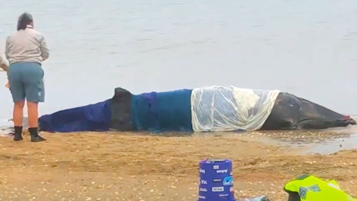 Vidéo: Les habitants s'unissent pour sauver la vie d'une baleine naine échouée