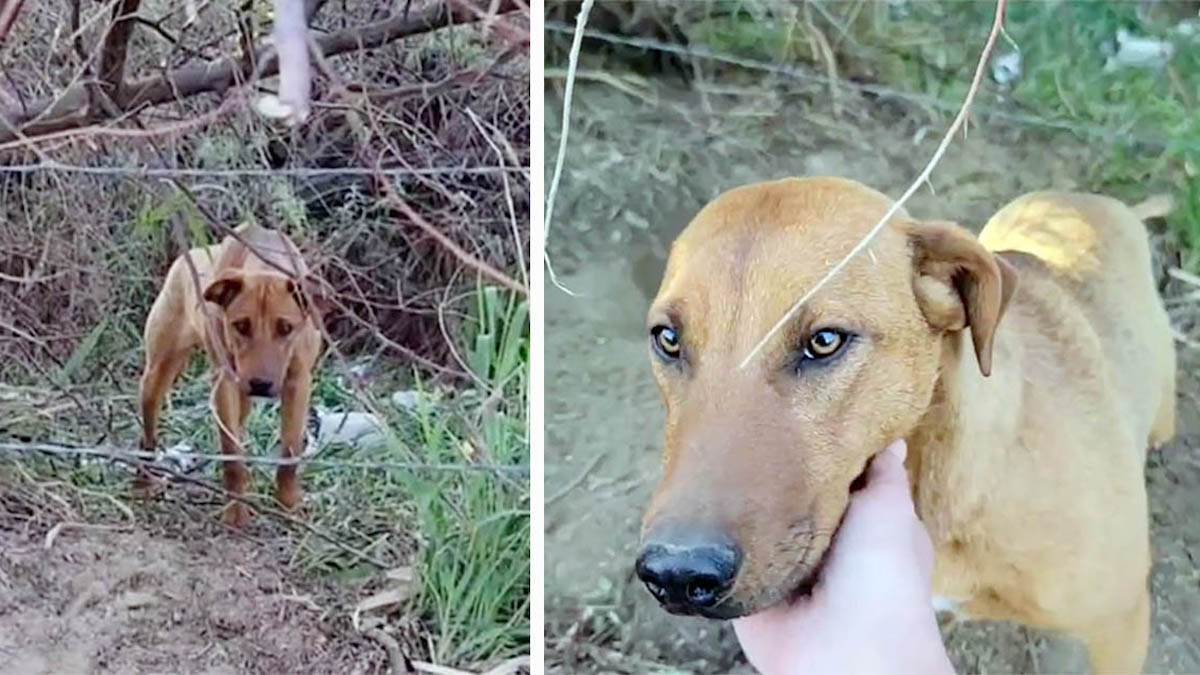 Vidéo poignante: Un chiot abandonné a la plus belle des réactions en voyant son sauveteur