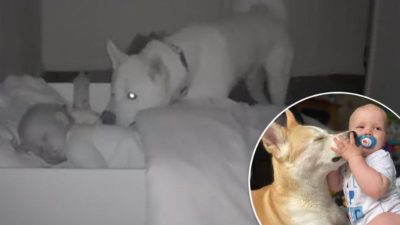 Vidéo poignante : une caméra cachée filme un chien qui vérifie chaque nuit si le bébé va bien